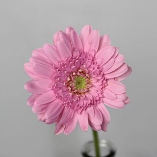 �������Ͳ������ޤ����������٥顡�񻺡ʵ��ʡ����̽��������ˡ������ܥԥ󥯡����ॷ�������ޤȤ�䡡�оݾ��ʢ�