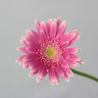 �������Ͳ������ޤ����������٥顡�񻺡ʵ��ʡ����̽��������ˡ������ܡ��ߥ��åȡ����ޤȤ�䡡�оݾ��ʢ�