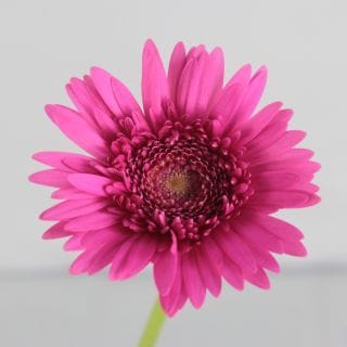 �������Ͳ������ޤ����������٥顡�񻺡ʵ��ʡ�����������������ˡ������ܥԥ󥯡������ޡܡ����ޤȤ�䡡�оݾ��ʢ�