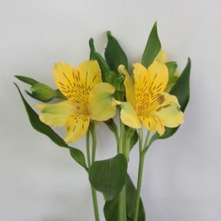 ����������䢡���륹�ȥ���ꥢ���񻺡ʵ��ʡ�����������������ˡ������ܡ�������ɡ����ޤȤ�䡡�оݾ��ʢ�