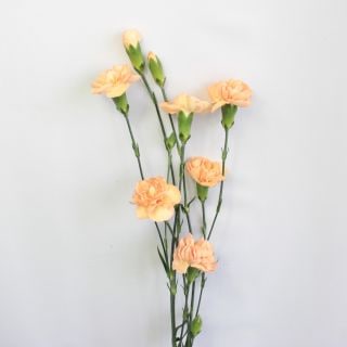 ��������䢡�����͡�����󡦥��ץ졼���񻺡ʵ��ʡ����̥������ˡ������ܥ���󥸡������顡���ޤȤ�䡡�оݾ��ʢ�