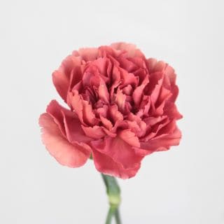 ��������䢡�����͡�������ء�������ӥ����ʵ��ʡ���������������ˡ������ܡ��ޥ������������ޤȤ�䡡�оݾ��ʢ�