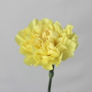 �������͡�������ء�������ӥ����ʵ��ʡ���������������ˡ������ܲ���������᥹�����ޤȤ�䡡�оݾ��ʢ�