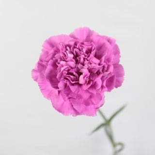 �������͡�������ء�������ӥ����ʵ��ʡ���������������ˡ������ܻ硡�ե���������ޤȤ�䡡�оݾ��ʢ�