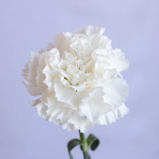 �������͡�������ء��񻺡ʵ��ʡ�ͥ��������������ˡ��������򡡥��Ρ��ɥ��åס����ޤȤ�䡡�оݾ��ʢ�