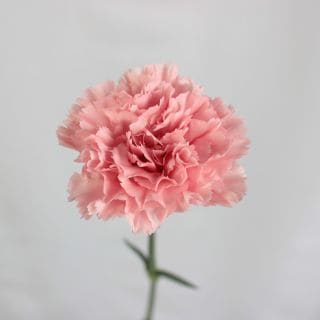 �������͡�������ء���񻺡ʵ��ʡ���������������ˡ������ܥԥ󥯡����å������ޤȤ�䡡�оݾ��ʢ�