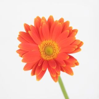 �������٥顡�񻺡ʵ��ʡ����̥������ˡ������ܥ���󥸡��ơ�����󥸥����������ޤȤ�䡡�оݾ��ʢ�