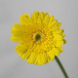 �������٥顡�񻺡ʵ��ʡ����̥������ˡ������ܲ������ơ���⡼�ͥ����������ޤȤ�䡡�оݾ��ʢ�