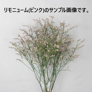 �����֡����˥塼�ࡡ�񻺡ʵ��ʡ�����������������ˡ����ܥԥ󥯡��ޥ�������ԥ󥯡����ޤȤ�䡡�оݾ��ʢ�