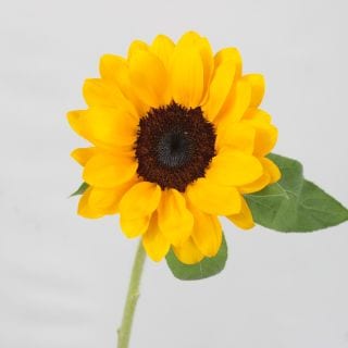 ���ҥޥ�ꡡ�񻺡ʵ��ʡ�ͥ�������ˡ������ܡ��ӥ󥻥�ȥ����(�ַ�10��12cm)�����ޤȤ�䡡�оݾ��ʢ�
