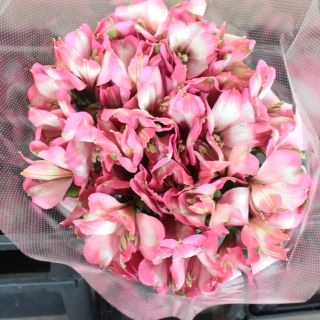 �����륹�ȥ���ꥢ���񻺡ʵ��ʡ��å������ˡ������ܡ��ԥ󥯷Ϥ��ޤ���