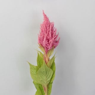 ����������䢡�����ȥ����񻺡ʵ��ʡ���������������ˡ������ܥԥ󥯡�����å���ԥ󥯡����ޤȤ�䡡�оݾ��ʢ�