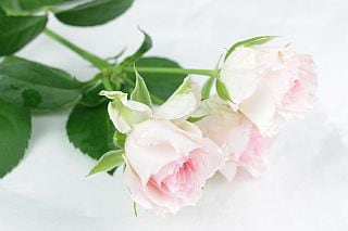 ����������䢥�Х顦���ץ졼���񻺡����ܡʵ��ʡ�����������������˥ԥ󥯡��ե��󥷡�������