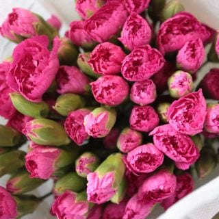 �������͡�����󡦥��ץ졼����񻺡������ܡʵ��ʡ���������������ˡ�ǻ���ԥ󥯷Ϥ��ޤ��������ޤȤ�䡡�оݾ��ʢ�
