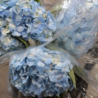 �������Ͳ������ޤ���������������������ӥ��������ܡ��ġ��ץ�ߥ���֥롼�ʲַ£�������������ˡ����ޤȤ�䡡�оݾ��ʢ�