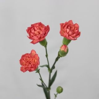 ����������䢡�����͡����ץ졼���٥ȥʥ໺�������ܡʵ��ʡ�����������إ������˥���󥸡������ܤΡ����ޤȤ�䡡�оݾ��ʢ�