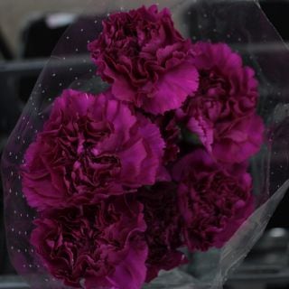 �������͡�������ء�������ӥ����������ܡʵ��ʡ���������������ˡ�D�����ޤȤ�䡡�оݾ��ʢ�