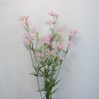 ���ǥ�ե��˥塼�ࡡ�񻺡������ܡʵ��ʡ��������ͥ�������ˡ������ѡ��ϥåԡ��ԥ󥯡����ޤȤ�䡡�оݾ��ʢ�
