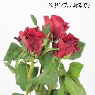 ���Х顡�������ԥ����������ܡʵ��ʡ���������������ˡ��ַϤ��ޤ���