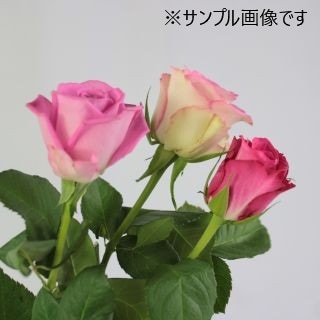 ���Х顡�������ԥ����������ܡʵ��ʡ���������������ˡ��ԥ󥯷Ϥ��ޤ���