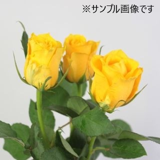 ���Х顡�������ԥ����������ܡʵ��ʡ���������������ˡ������Ϥ��ޤ���