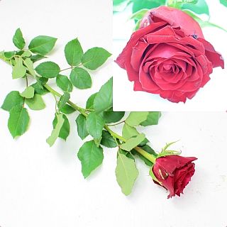 �����������Х顡�񻺡������ܡʵ��ʡ�����������������ˡ��֥����