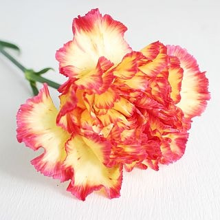 ○☆最終セール☆カーネーション・輪　コロンビア産（規格：６０ｃｍサイズ）・１０本黄色×赤　ゼニト　※まとめ割　対象商品※
