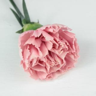 ○☆最終セール☆カーネーション・輪　コロンビア産（規格：７０ｃｍサイズ）・１０本ピンク　トゥールーズ　※まとめ割　対象商品※