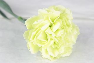 ○☆最終セール☆カーネーション・輪　国産（規格：秀６５サイズ）・１０本緑　ニキ　※まとめ割　対象商品※