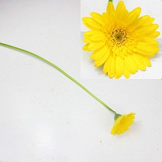 ○☆最終セール☆ガーベラ　国産（規格：２Ｌサイズ）・１０本黄色　Ｆ．リモーネケーキ　※まとめ割　対象商品※