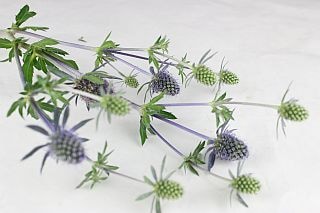 ○☆最終セール☆エリンジューム　国産（規格：８０ｃｍサイズ）・１０本青　ブルーグリッター　※まとめ割　対象商品※
