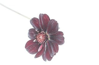 ○チョコレートコスモス　国産（規格：６０ｃｍサイズ）・５０本　　※まとめ割　対象商品※|その他の花|まとめ割　対象商品（5〜9束で5％引き・10〜19束で10％引き・20束以上で20％引き）