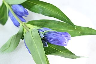 ○リンドウ　国産（規格：７０ｃｍ秀サイズ）・５本青　いわて夢あおい　※まとめ割　対象商品※|その他の花|まとめ割　対象商品（5〜9束で5％引き・10〜19束で10％引き・20束以上で20％引き）