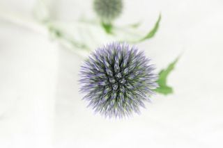 ○ルリタマアザミ　国産（規格：２Ｌ特サイズ）・１０本青　ベッチーズブルー　※まとめ割　対象商品※|その他の花|まとめ割　対象商品（5〜9束で5％引き・10〜19束で10％引き・20束以上で20％引き）