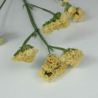 ○☆最終セール☆スターチス　国産（規格：秀５５サイズ）・１０本オレンジ　アプリビューティー　※まとめ割　対象商品※