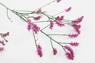 ○☆最終セール☆リモニューム　国産（規格：８０ｃｍサイズ）・５本ピンク　キノラブリー　※まとめ割　対象商品※