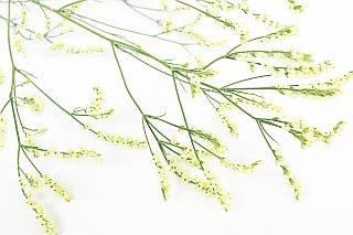 ○☆お値下げしました☆リモニューム　国産（規格：８０ｃｍサイズ）・５本黄色　キノレモン　※まとめ割　対象商品※