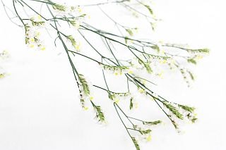 ○☆最終セール☆リモニューム　国産（規格：８０ｃｍサイズ）・５本白　マルチーズ　※まとめ割　対象商品※|小花・葉物各種|まとめ割　対象商品（5〜9束で5％引き・10〜19束で10％引き・20束以上で2