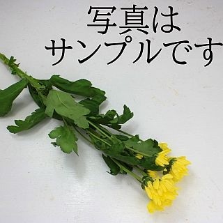 ○・スプレー菊　マレーシア産（規格：２Ｌサイズ）・５本　黄色系おまかせ　※まとめ割　対象商品※|菊類各種|まとめ割　対象商品（5〜9束で5％引き・10〜19束で10％引き・20束以上で20％引き）