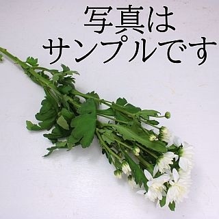 ○・スプレー菊　マレーシア産（規格：２Ｌサイズ）・５本　白系おまかせ　※まとめ割　対象商品※|菊類各種|まとめ割　対象商品（5〜9束で5％引き・10〜19束で10％引き・20束以上で20％引き）