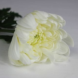 ○洋菊　国産（規格：８０ｃｍ秀サイズ）・１０本白　ゼンブラホワイト　※まとめ割　対象商品※|菊類各種|まとめ割　対象商品（5〜9束で5％引き・10〜19束で10％引き・20束以上で20％引き）
