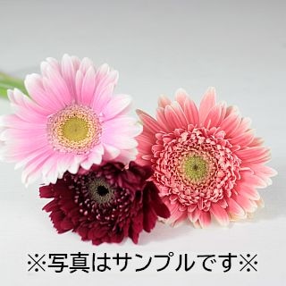 △☆最終セール☆ガーベラ　国産（規格：２Ｌ〜Ｌサイズ）・約１０本　ピンク系おまかせ　ピンク系おまかせ　※まとめ割　対象商品※