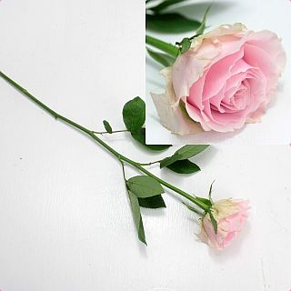 △☆最終セール☆バラ　国産（規格：５０ｃｍサイズ）・１０本ピンク　スイートアバランチェ＋