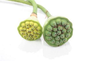 △ハスダイ　国産（規格：サイズ無し）・５本緑　実　※まとめ割　対象商品※|その他の花|まとめ割　対象商品（5〜9束で5％引き・10〜19束で10％引き・20束以上で20％引き）