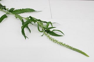 △ベロニカ　国産（規格：７０ｃｍ秀サイズ）・１０本白　　※まとめ割　対象商品※|その他の花|まとめ割　対象商品（5〜9束で5％引き・10〜19束で10％引き・20束以上で20％引き）