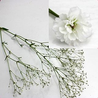 △カスミソウ　国産（規格：８０ｃｍサイズ）・５本白　ベールスター　※まとめ割　対象商品※|小花・葉物各種|まとめ割　対象商品（5〜9束で5％引き・10〜19束で10％引き・20束以上で20％引き）
