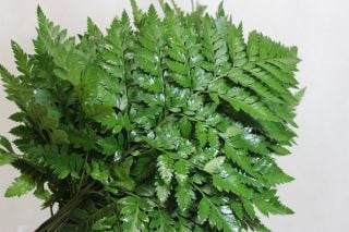 △葉物・レザーファン　コスタリカ産（規格：Ｌサイズ）・約２０本緑　　※まとめ割　対象商品※|小花・葉物各種|まとめ割　対象商品（5〜9束で5％引き・10〜19束で10％引き・20束以上で20％引き）