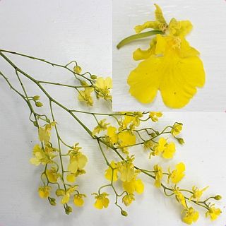 △オンシジューム　台湾産（規格：７０２Ｌサイズ）・１０本黄色　ハニーエンジェル　※まとめ割　対象商品※|ユリ・ラン各種|まとめ割　対象商品（5〜9束で5％引き・10〜19束で10％引き・20束以上で2