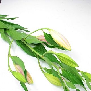 △ユリOT　国産（規格：秀４輪サイズ）・５本ピンク　ベンドーム無花粉品種　※まとめ割　対象商品※|ユリ・ラン各種|まとめ割　対象商品（5〜9束で5％引き・10〜19束で10％引き・20束以上で20％引