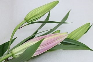 △ユリOT　国産（規格：優５〜６輪サイズ）・５本ピンク　バンクーバー　※まとめ割　対象商品※|ユリ・ラン各種|まとめ割　対象商品（5〜9束で5％引き・10〜19束で10％引き・20束以上で20％引き）